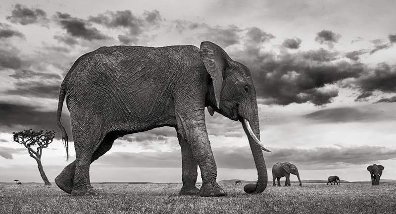 Elephant on the Bridge: Lessons from the Brooklyn Bridge’s Historic Safety Test