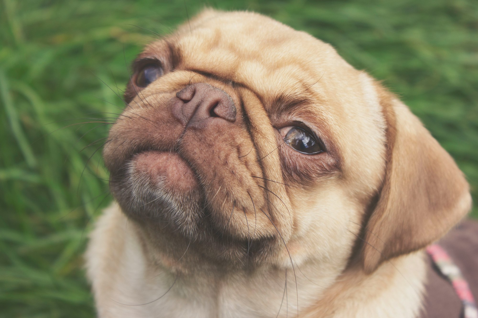 Navigating the Ethical and Legal Challenges of Animal Use in the Entertainment Industry